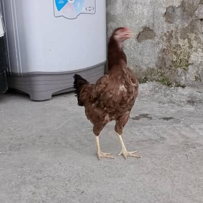 3 Males and 4 Female and Pinjra for sale
