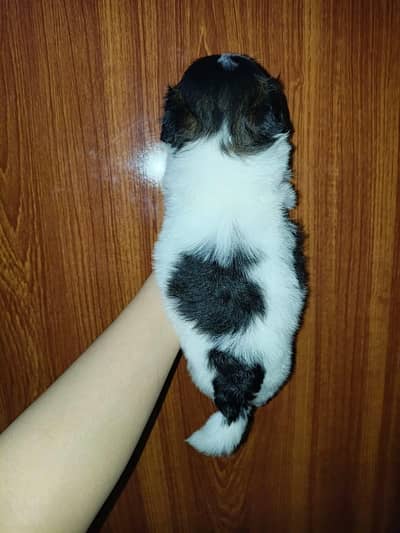 Shihtzu puppies