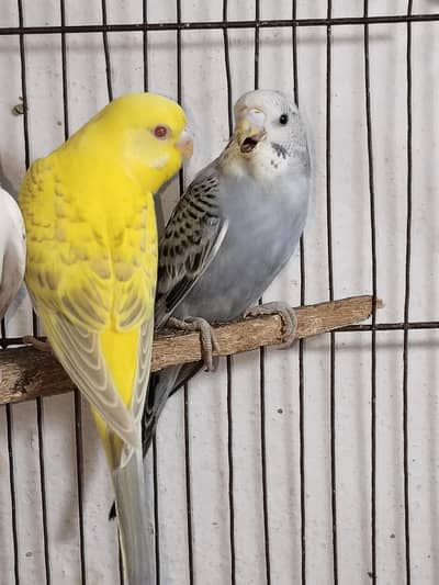 Australian pair Red eyes split