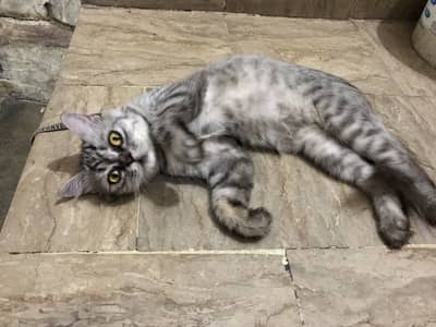 Tabby coat