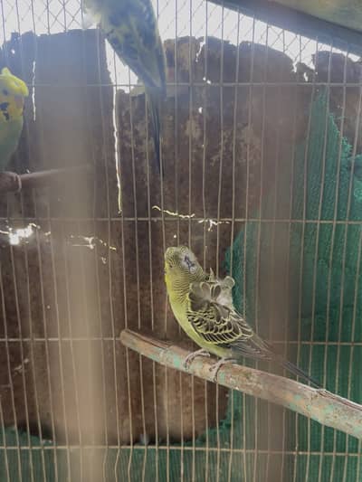 Hogoromo Double Flower Budgies for Sale