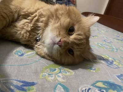 Neat And clean Persian Tripple coat Male