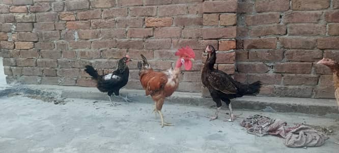 2 aseel murgi  1 desi murga & 1 desi murgi