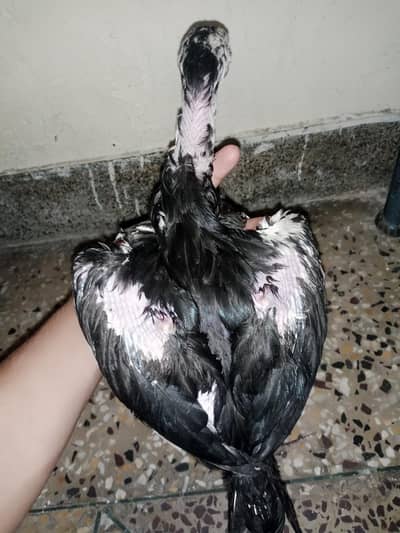 ASEEL CHICK