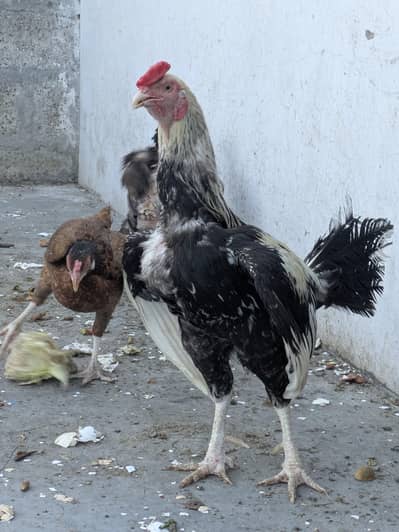 Aseel Pair for Sale – Kurk Wali Murghi | Healthy Breeding Pair