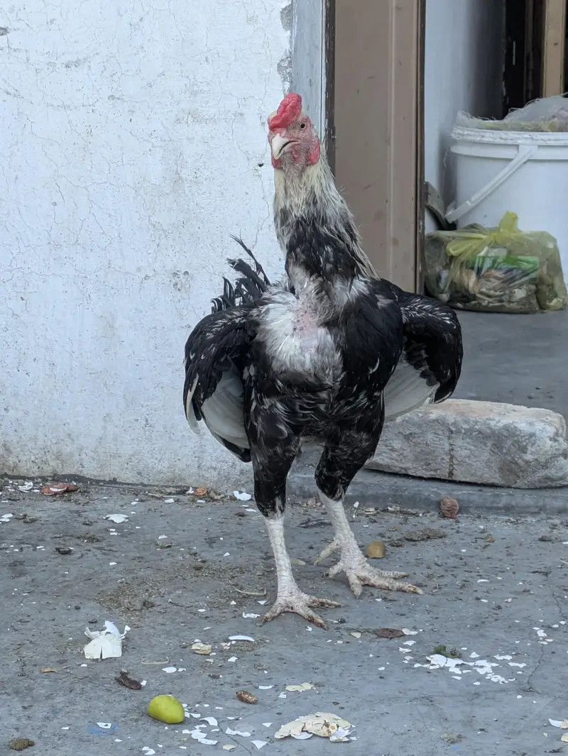 Aseel Pair for Sale – Kurk Wali Murghi | Healthy Breeding Pair — photo 2