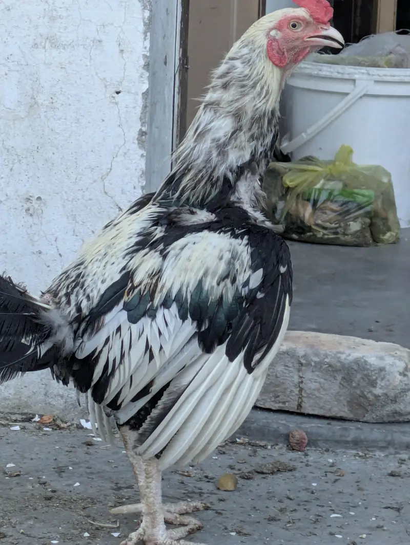 Aseel Pair for Sale – Kurk Wali Murghi | Healthy Breeding Pair — photo 3