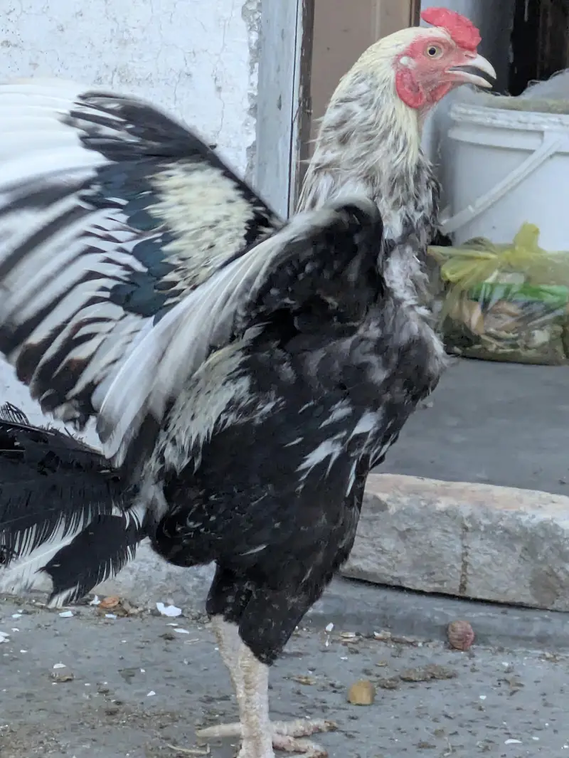 Aseel Pair for Sale – Kurk Wali Murghi | Healthy Breeding Pair — photo 4