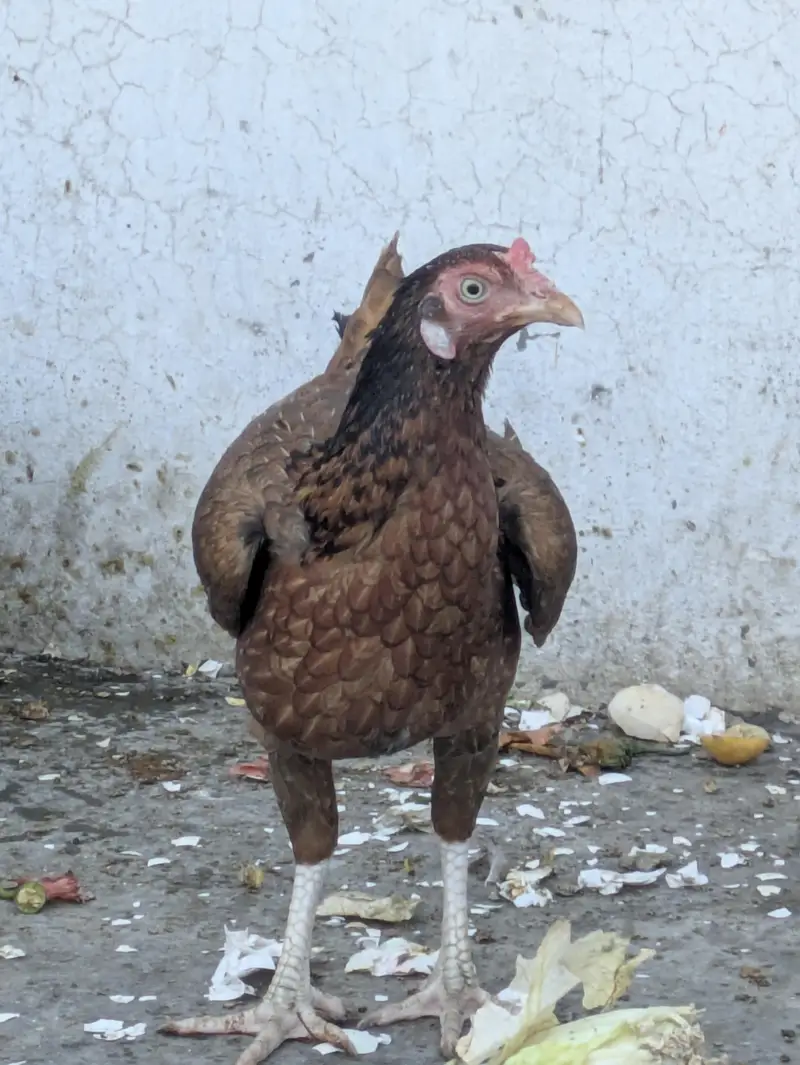 Aseel Pair for Sale – Kurk Wali Murghi | Healthy Breeding Pair — photo 5