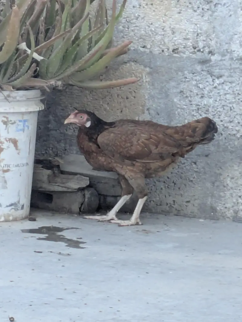 Aseel Pair for Sale – Kurk Wali Murghi | Healthy Breeding Pair — photo 6