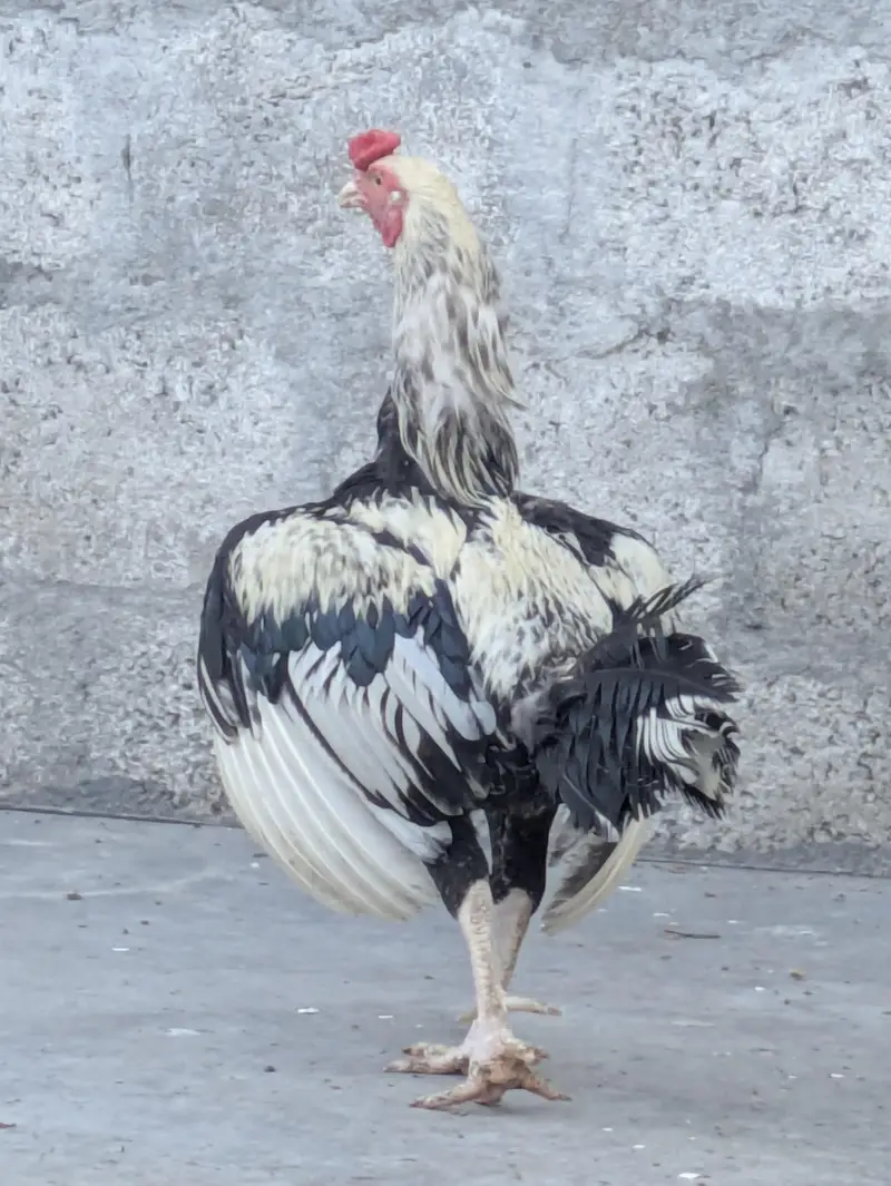 Aseel Pair for Sale – Kurk Wali Murghi | Healthy Breeding Pair — photo 7