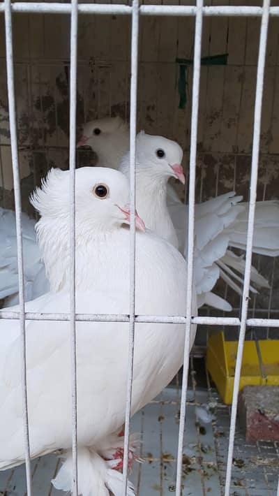 White Fantail Pigeon Pair
