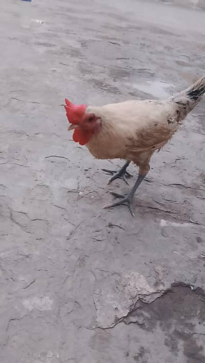 Pure Desi male Hen and female Hen