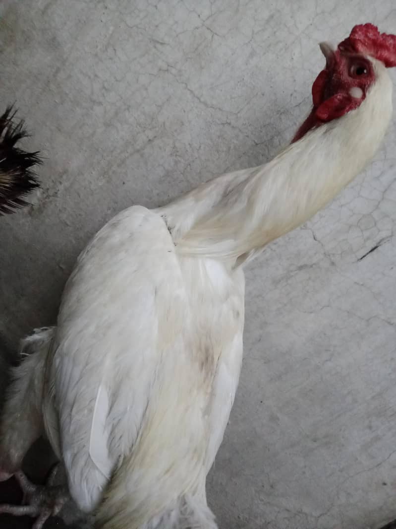 white murga 2