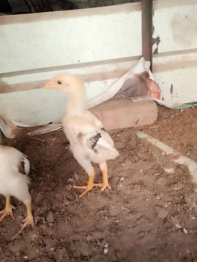 5 mianwali chicks