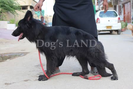 Pedigree black shepherd