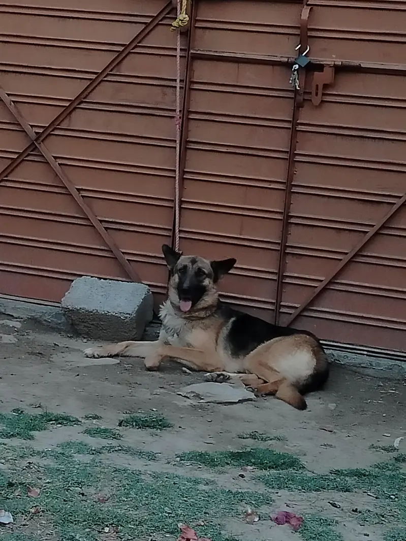 German shepherd Female