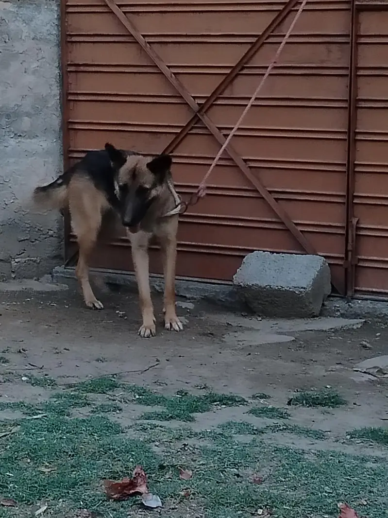 German shepherd Female — photo 2