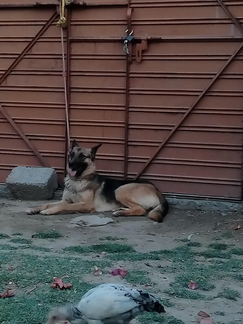 German shepherd Female — photo 3
