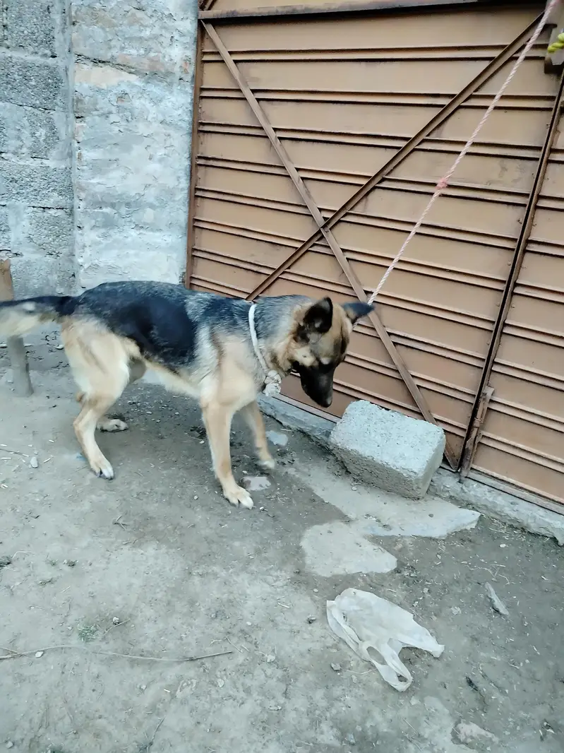 German shepherd Female — photo 4