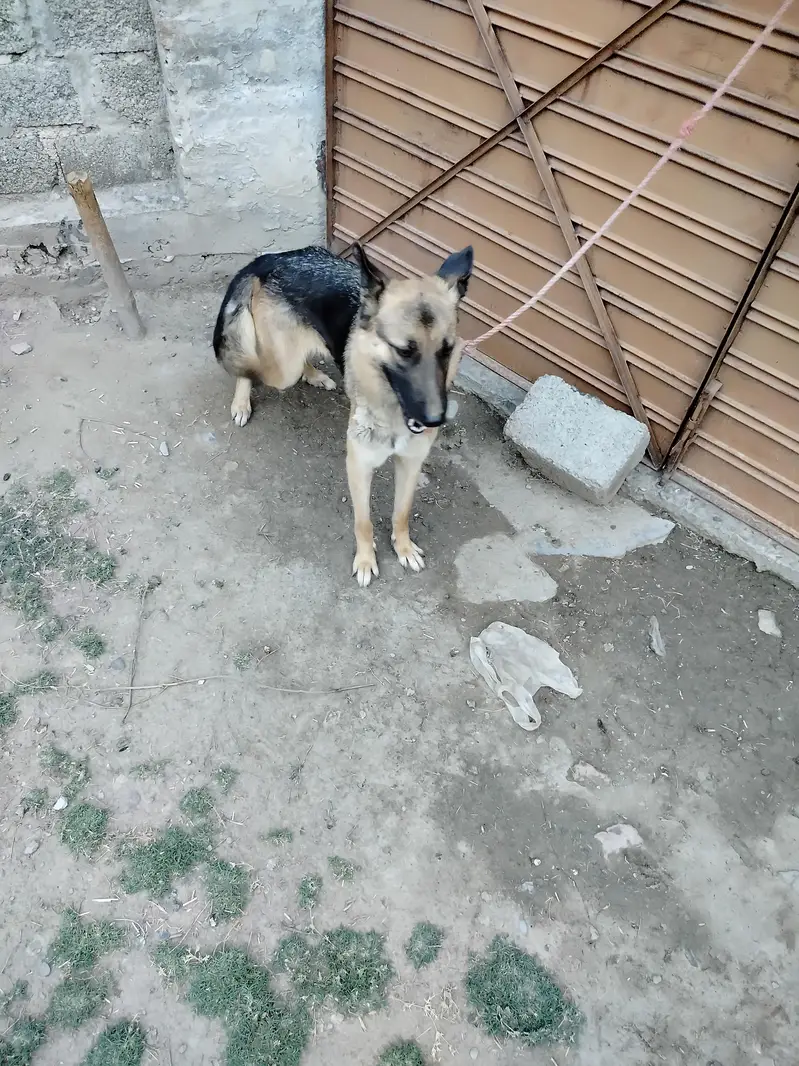 German shepherd Female — photo 5