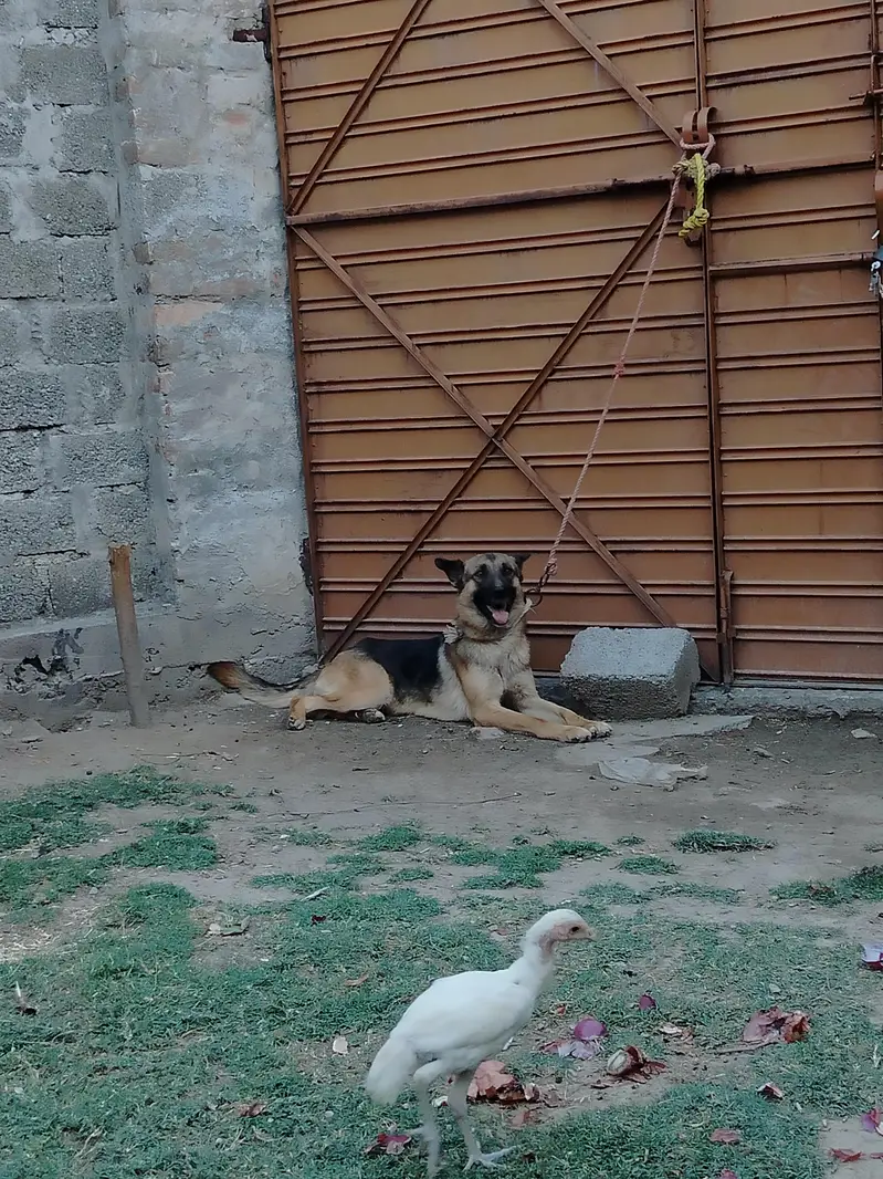 German shepherd Female — photo 6