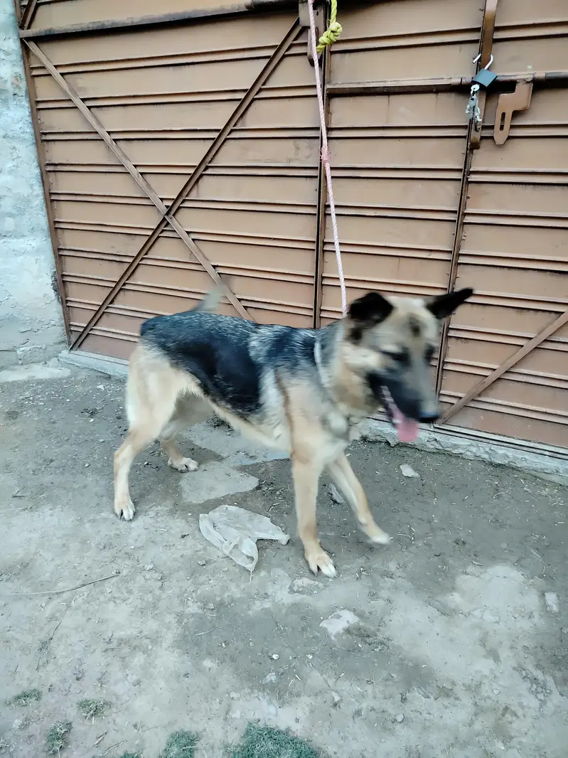 German shepherd Female — photo 7