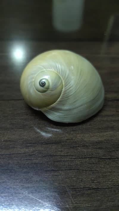 seashell of gawadar sea
