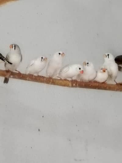 Zabara Finch