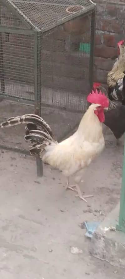 Home Bread hen 03024032370
