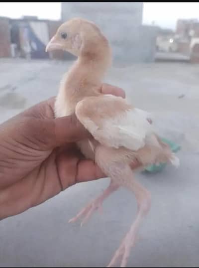 hera aseel  chicks