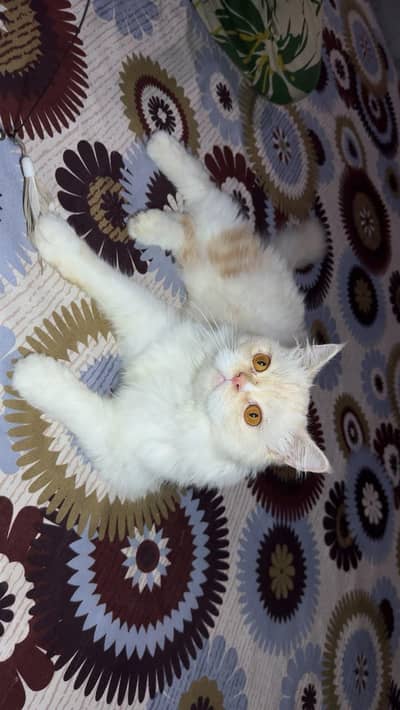 cat for sale