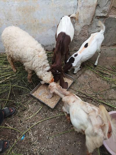 1 Bakra 1 dumba 2 path 3 se 4 months k price final 23k