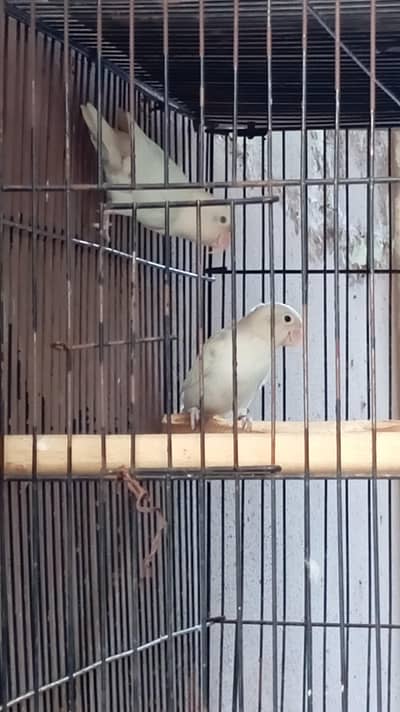 Albino black eye with cage