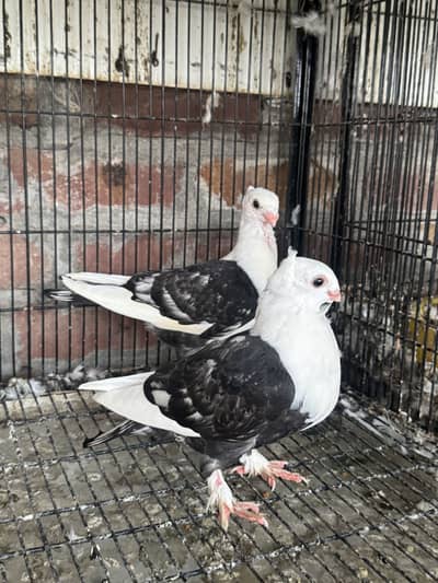 Sentinent black cherry chicks pair same clutch