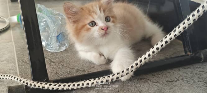 persian kitten for sale urgent