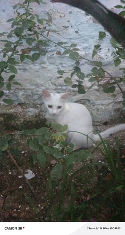 2 white cats