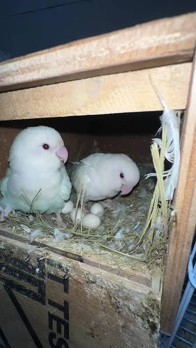 breeder pair with history