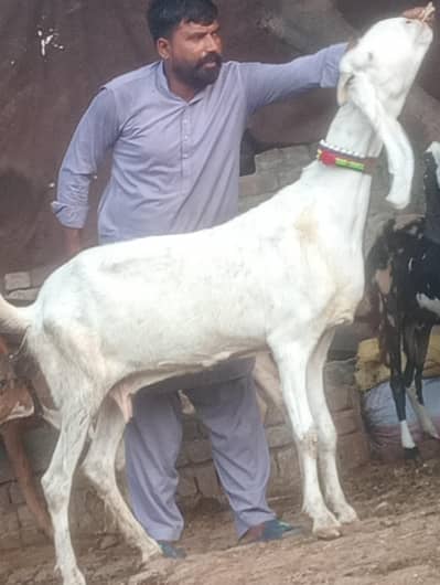 pure rajanpur phat sale  gaban phat