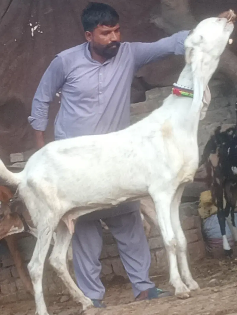 pure rajanpur phat sale  gaban phat — photo 2