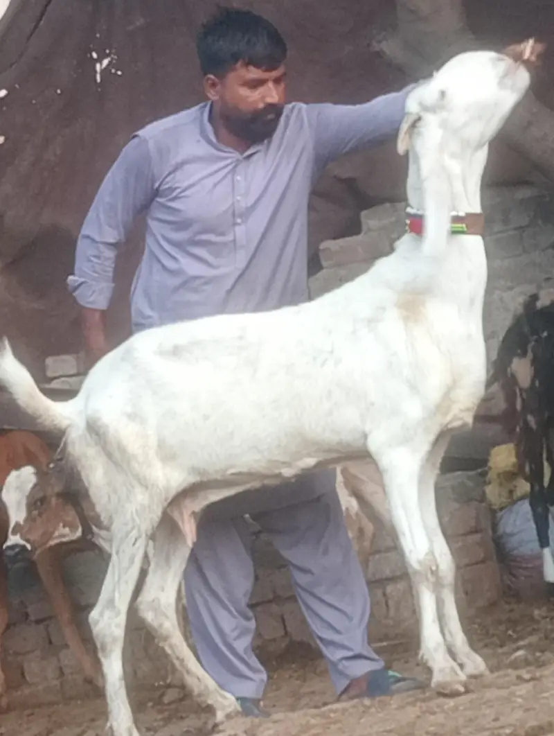 pure rajanpur phat sale  gaban phat — photo 3
