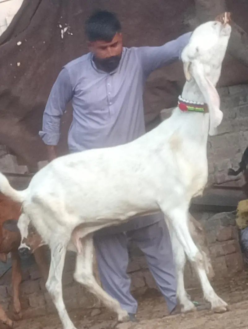 pure rajanpur phat sale  gaban phat — photo 4