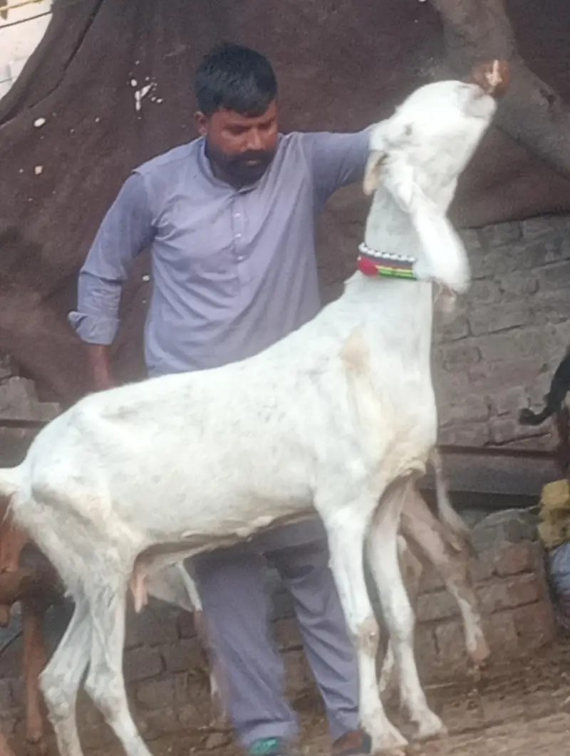 pure rajanpur phat sale  gaban phat — photo 5