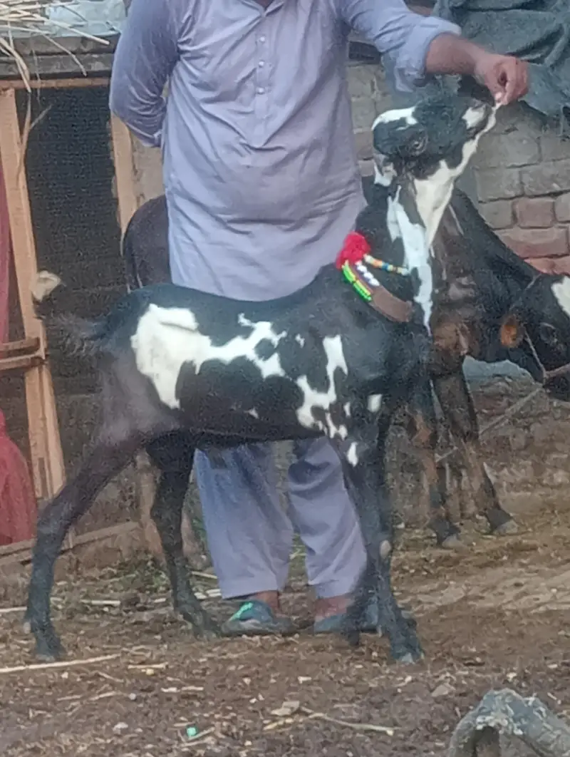 pure rajanpur phat sale  gaban phat — photo 6