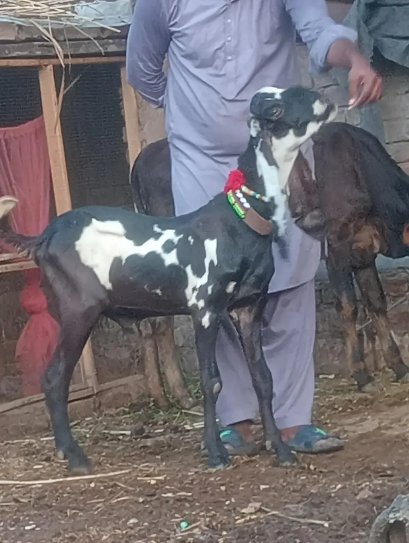 pure rajanpur phat sale  gaban phat — photo 7