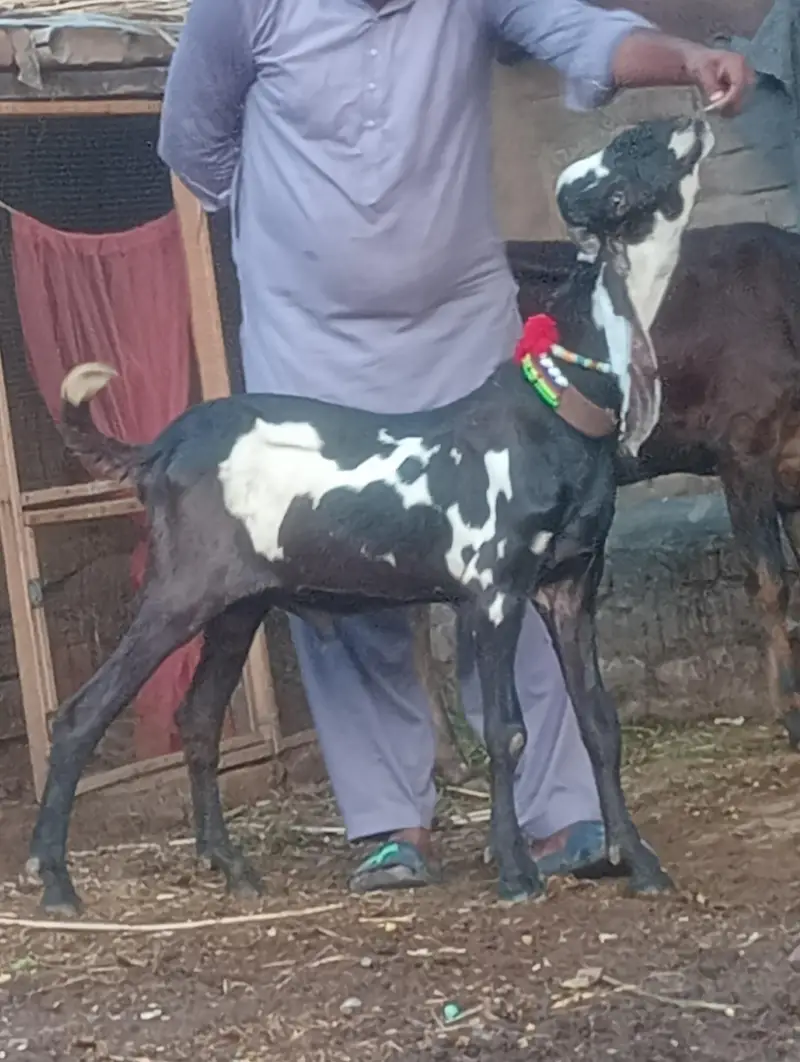 pure rajanpur phat sale  gaban phat — photo 8