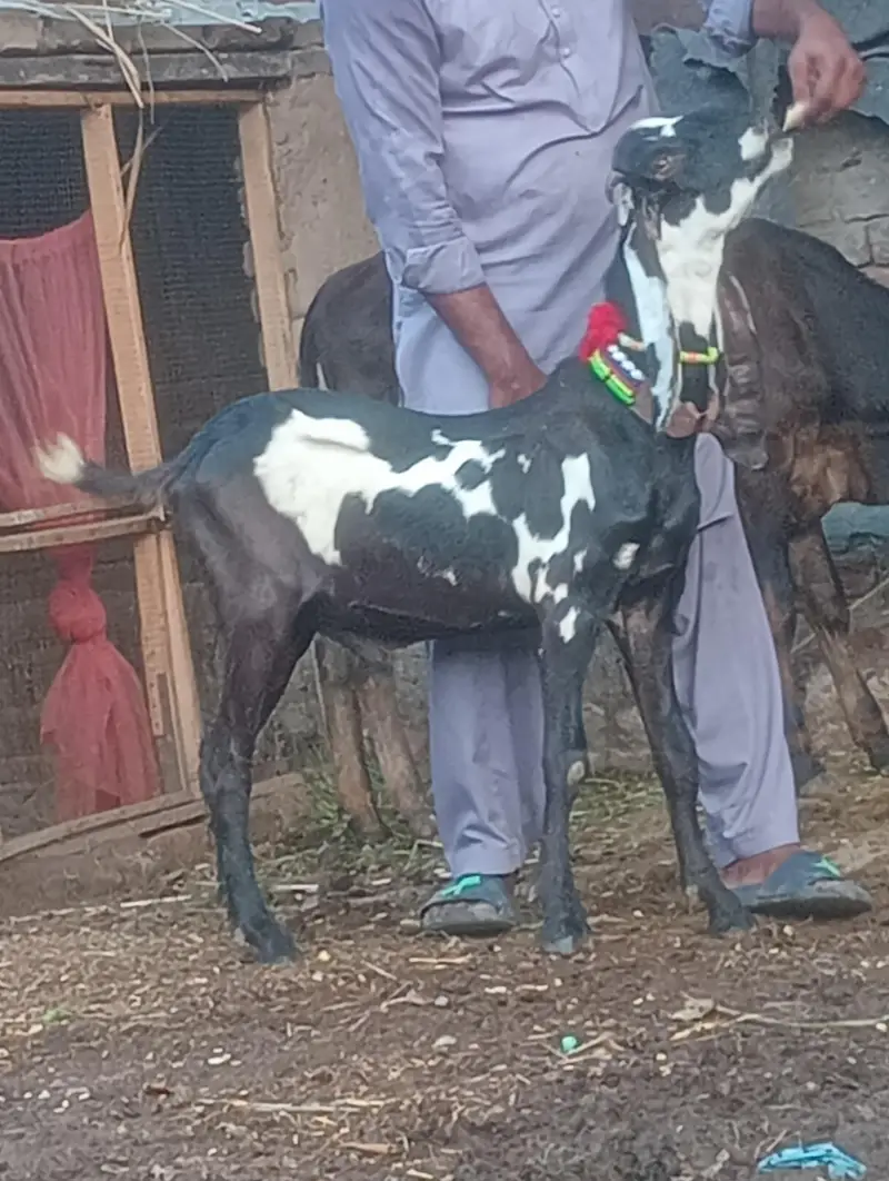 pure rajanpur phat sale  gaban phat — photo 9