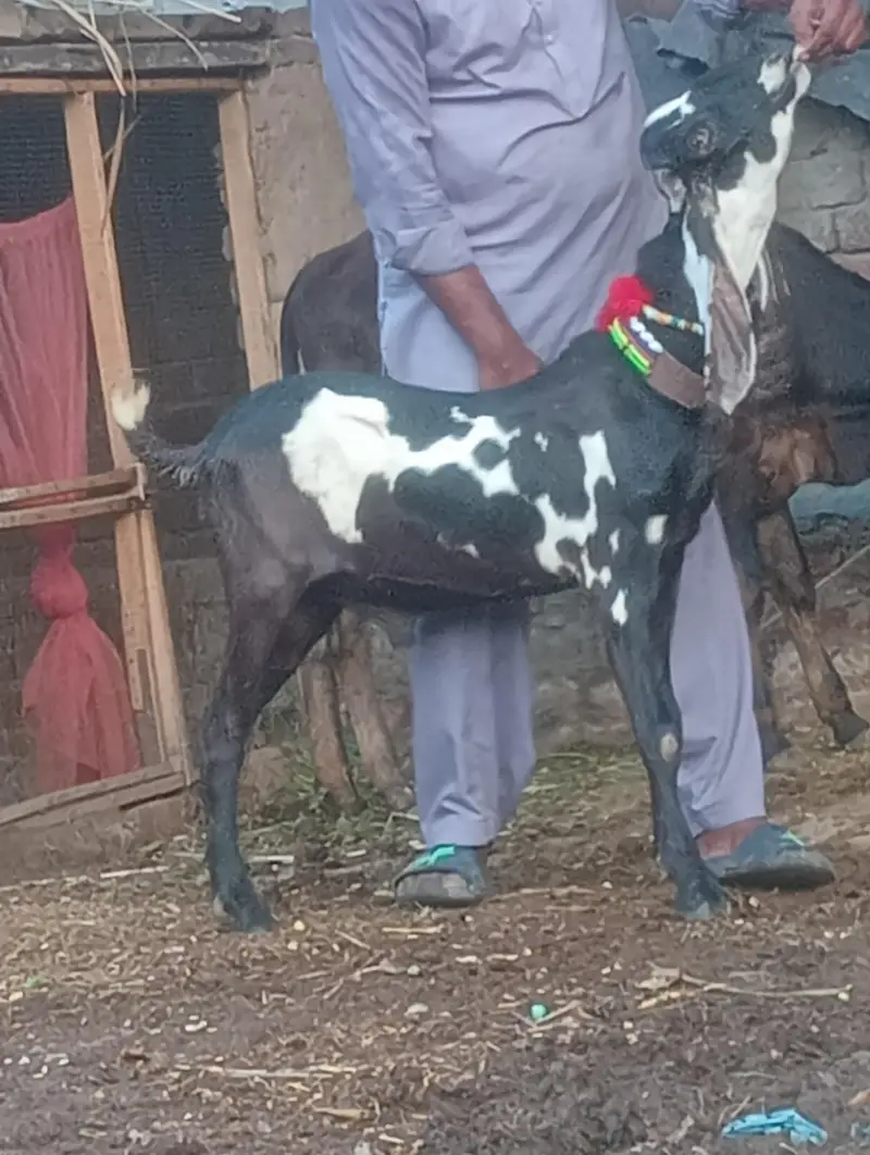 pure rajanpur phat sale  gaban phat — photo 10