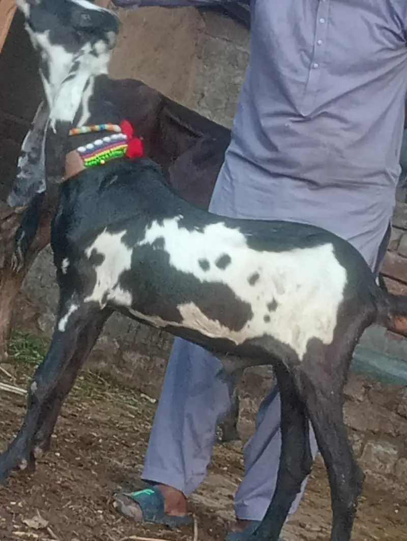 pure rajanpur phat sale  gaban phat — photo 11