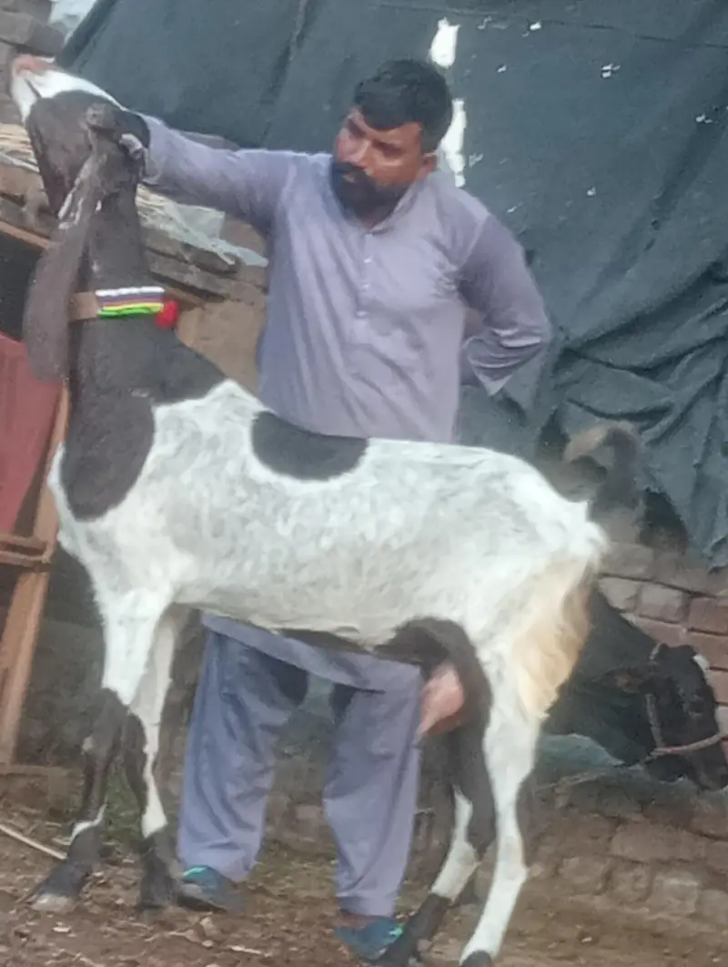 pure rajanpur phat sale  gaban phat — photo 12
